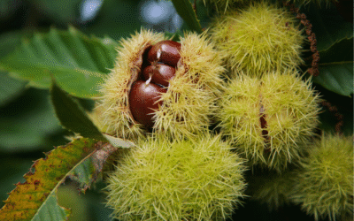 De overgang: de herfst van je leven